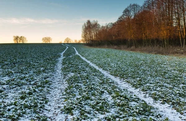 Piękny zimowy krajobraz pola. — Zdjęcie stockowe