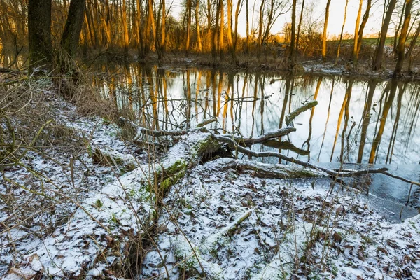 Bosque de invierno con río salvaje — Foto de Stock