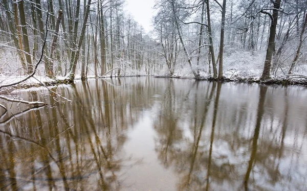 Río de invierno en el bosque —  Fotos de Stock