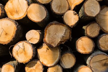 Arka planını sattığımın ağaç gövdeleri.