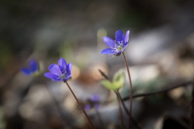 Mavi sprigtime liverworts çiçek (mantarı nobilis)