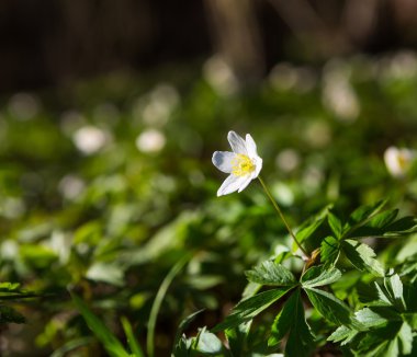 Beyaz bahar anemon çiçeği