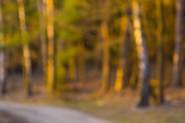 ormandaki güzel ışıklar