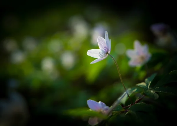 Vit springtime anemone blommor — Stockfoto