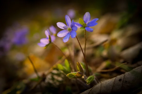 Flor azul de hepáticas em sprigtime (hepatica nobilis ) — Fotografia de Stock