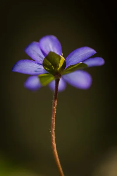 Modré sprigtime liverwort květ — Stock fotografie