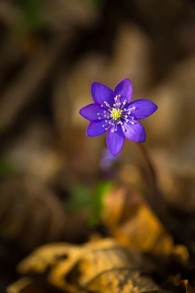 Fiore di artemisia azzurra — Foto Stock