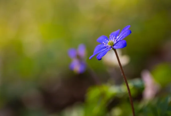 Blauwe sprigtime levermos bloem — Stockfoto