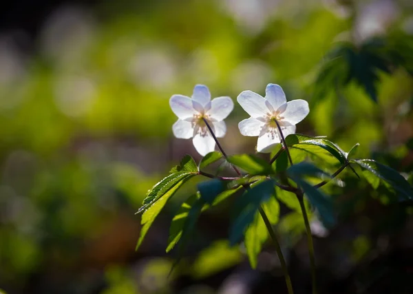 Flores de anémona blanca de primavera — Foto de Stock