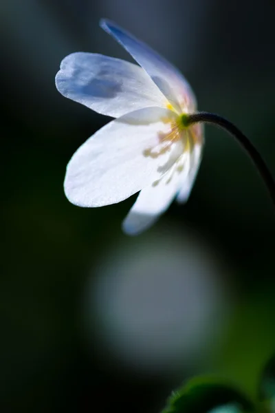 Flor de anémona blanca de primavera — Foto de Stock