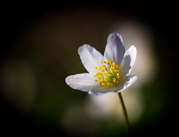 Flor de anémona blanca de primavera — Foto de Stock