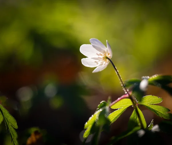 Flor de anémona blanca de primavera — Foto de Stock