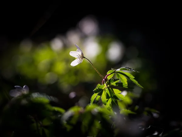 Flor de anémona blanca de primavera — Foto de Stock