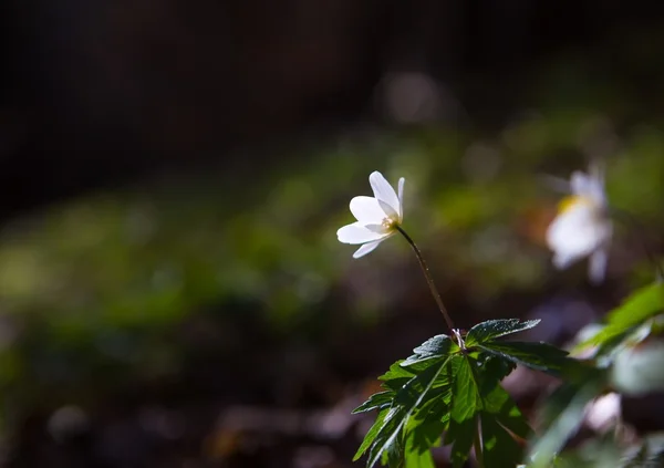 Flores de anémona blanca de primavera — Foto de Stock