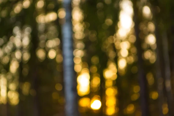 Ormandaki güzel ışıklar — Stok fotoğraf