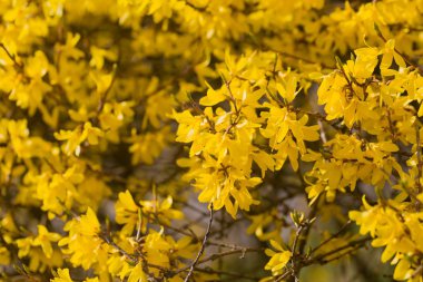 Çiçek açan hor çiçeği çalı