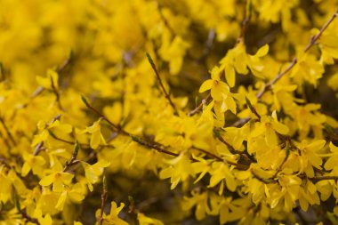 Çiçek açan hor çiçeği çalı