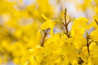 Çiçek açan hor çiçeği çalı