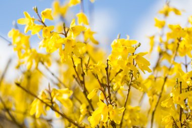 Çiçek açan hor çiçeği çalı