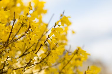 Çiçek açan hor çiçeği çalı