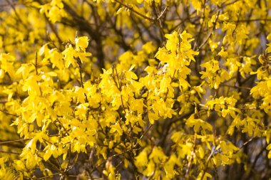 Çiçek açan hor çiçeği çalı