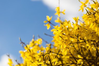 Çiçek açan hor çiçeği çalı