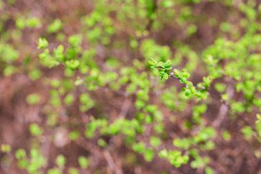 Bush taze yaprakları ile