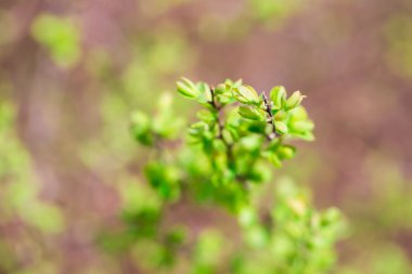 Bush taze yaprakları ile