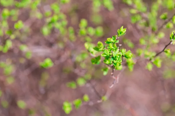 A friss levelek Bush — Stock Fotó