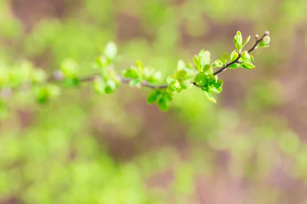 Bush com folhas frescas — Fotografia de Stock