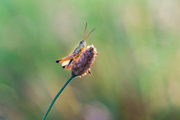Gräshoppa vilar på gräs — Stockfoto