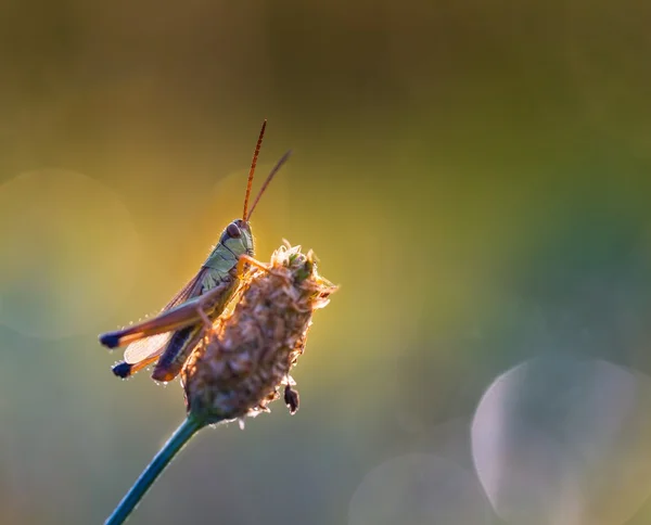 Grasshopper resting on grass — Stock Photo, Image