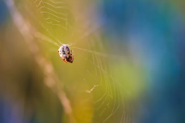 Spindel sitter på webben — Stockfoto