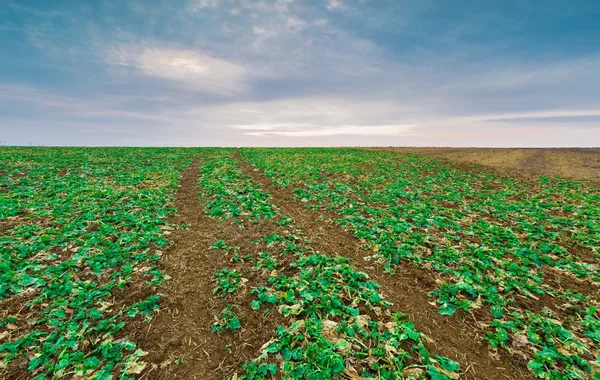 Green  field in early spring — Stock Photo, Image