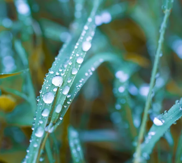 Gotas de lluvia sobre hojas de hierba —  Fotos de Stock