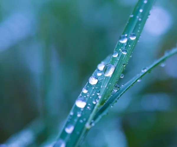Капли дождя на листьях травы — стоковое фото