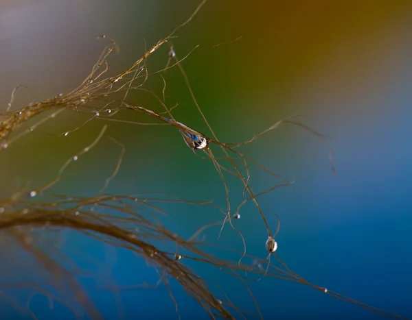 Капли воды на волосах — стоковое фото