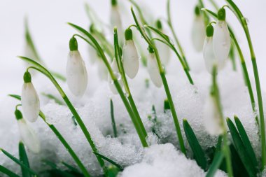 karla kaplı çiçekler