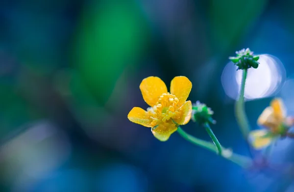 Όμορφη νεραγκούλα κίτρινο λουλούδι — Φωτογραφία Αρχείου
