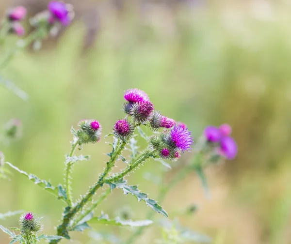 Violet thistle flowers — Stock Photo, Image