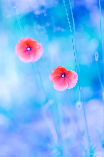 Красиві квіти Мак — стокове фото