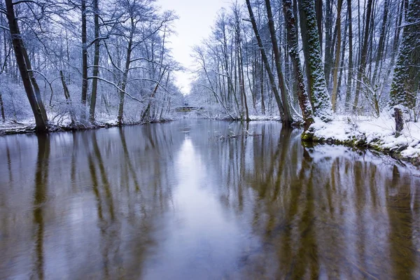 Árboles reflejándose en el agua — Foto de Stock