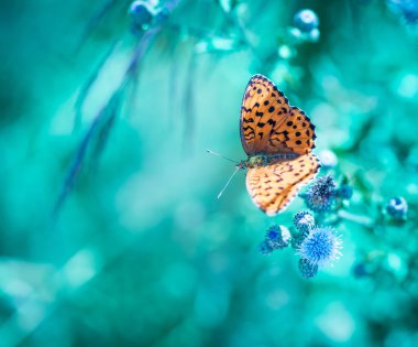 bitki üzerinde oturan kelebek