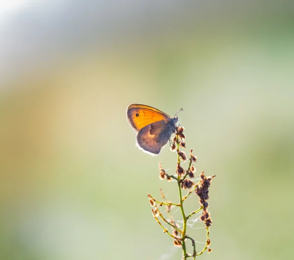 Morning butterfly on plant — Stock Photo, Image