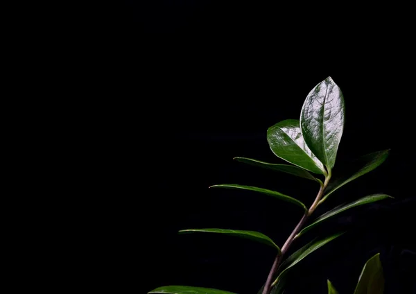 Folhas de planta exótica — Fotografia de Stock