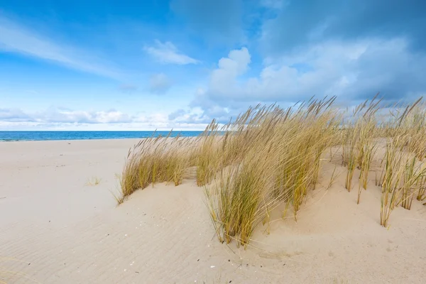 Côte de la mer avec herbe. Beau paysage — Photo