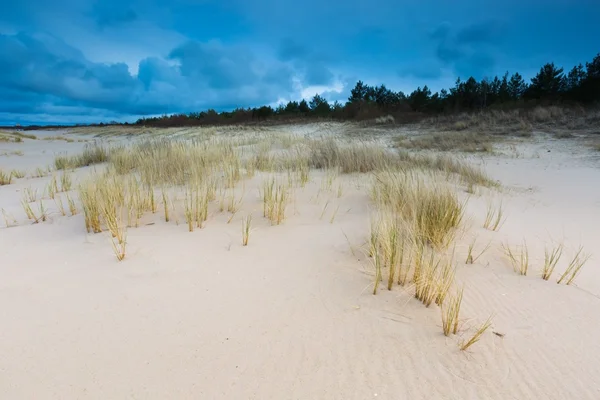 Sea shore with grass. Beautiful landscape — Stock Photo, Image