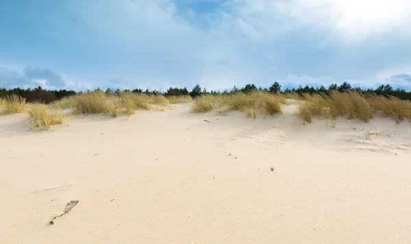 Meeresküste mit Gras. schöne Landschaft — Stockfoto