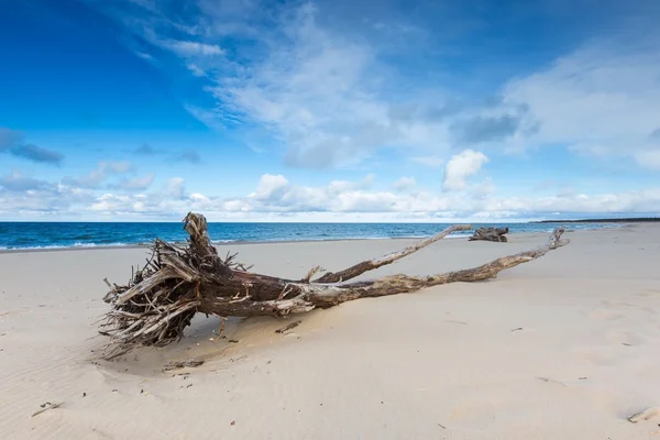 Vackra sandstranden havsstranden med drivved — Stockfoto