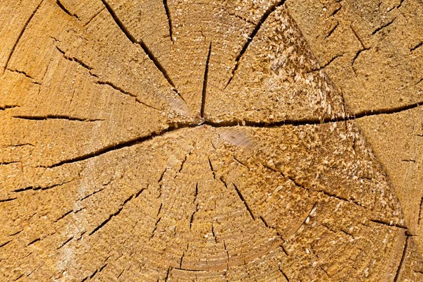 Sliced tree trunk — Stock Photo, Image